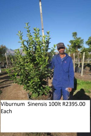 Viburnum Sinensis 100lt