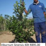 Viburnum Sinensis 40lt