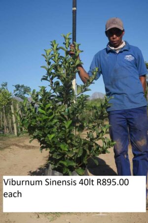 Viburnum Sinensis 40lt