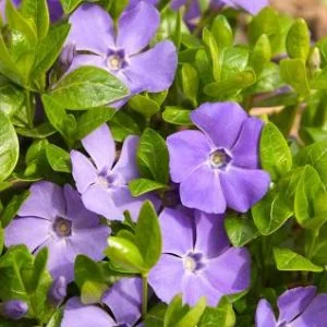 Vinca Major 4lt