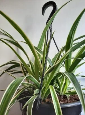 Chlorophytum Ocean 21cm Hanging Basket (Spider Plant)