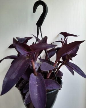 Tradescantia Pallida Purple 20cm Hanging Basket - Image 2