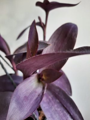 Tradescantia Pallida Purple 20cm Hanging Basket