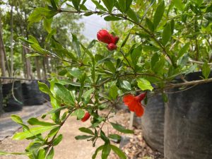 Pomegranate Wonderful Tree 20lt