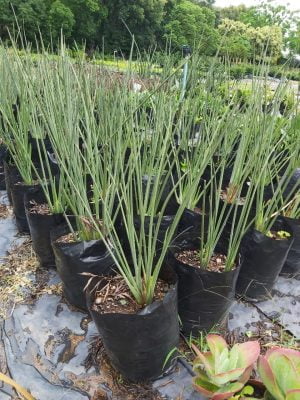 Strelitzia Juncea 20lt