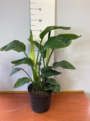 Strelitzia Nicolai 25cm Pot - Image 2