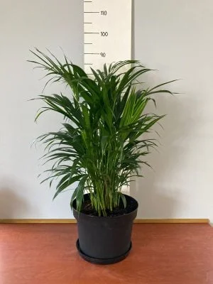 Areca Palm 30cm Pot (Bamboo Palm) - Image 2