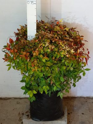 Nandina Domestica Pygmaea 20lt