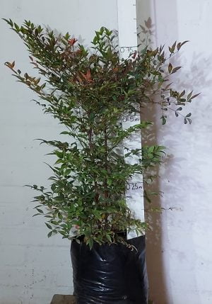 Nandina Domestica 20lt