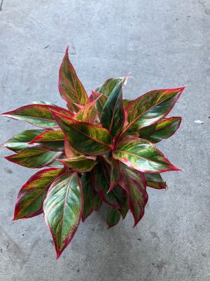 Aglaonema Siam Red 16.5cm Pot