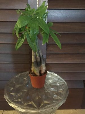 Chinese Braided Money Tree 8cm Pot
