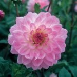 Dahlia Decorative - "Pink" Bulbs
