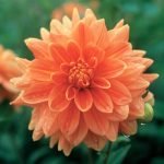 Dahlia Decorative - "Orange" Bulbs