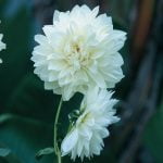 Dahlia Decorative - "White" Bulbs