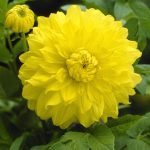 Dahlia Decorative - "Yellow" Bulbs