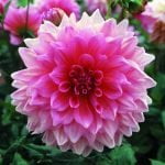 Dahlia Dinner Plate - "Lavender Perfection" Bulbs