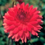 Dahlia Dinner Plate - "Red" Bulbs