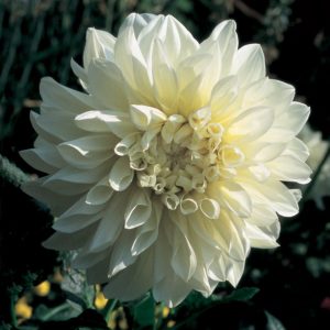 Dahlia Dinner Plate - "White Perfection" Bulbs