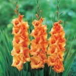 Gladioli Orange Bulbs