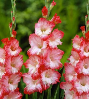 Gladioli Pink Lady Bulbs