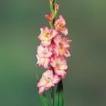 Gladioli Pink Bulbs