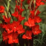 Gladioli Red Bulbs