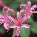Nerine Filifolia - Pink Bulbs