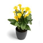 Zantedeschia Gold Crown Bulbs
