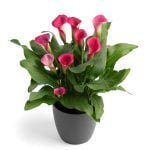 Zantedeschia Pillow Talk Bulbs