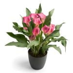 Zantedeschia Wild Salmon Bulbs