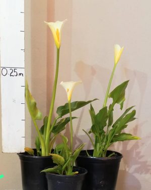 Zantedeschia Aethiopica 4lt (Arum Lily)