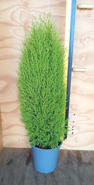 Cupressus Gold Crest 24cm Pot