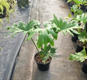 Philodendron Selloum 19cm Pot