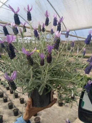 Lavender Stoechas "Hollandia" 15cm Pot