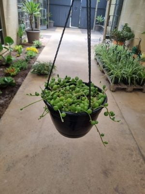 String of Watermelons 20cm Hanging Basket - Image 2