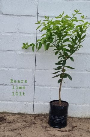 Bears Tahiti Lime Tree 10lt