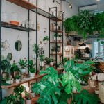 Other Indoor Plants