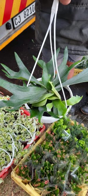 Staghorn Fern 20cm Hanging Basket