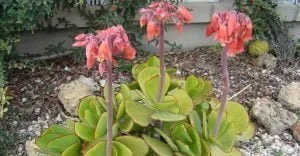 Cotyledon Orbiculata Oblonga Macrantha 4lt