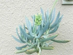 Senecio 'Curio' Ficoides 4lt