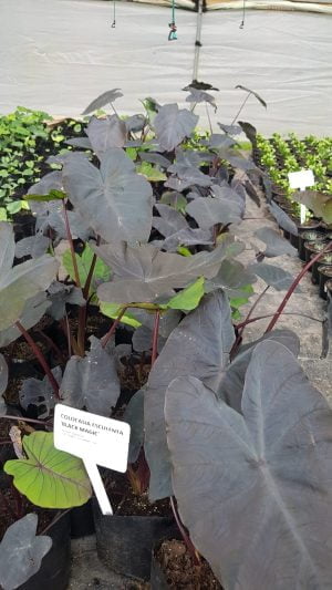 Colocasia Black Magic 5lt - Image 2
