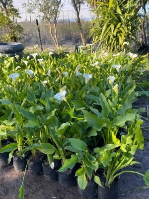 Zantedeschia Aethiopica 4lt (Arum Lily) - Image 2