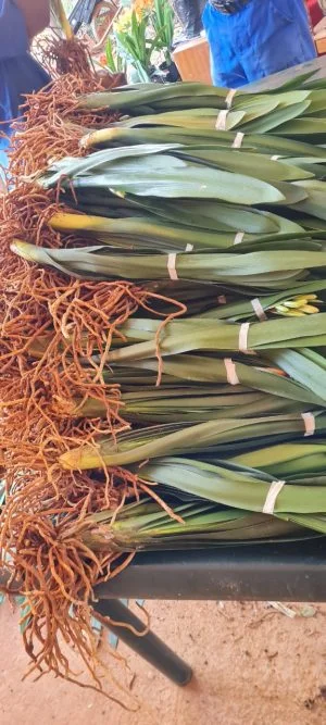 Clivia Miniata Citrina (Yellow) Open Ground