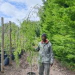 Weeping Willow Tree 20lt
