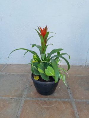 Bromeliad Bowl 20cm