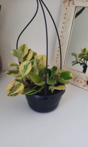 Peperomia USA 16cm H/B