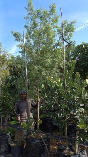 Searsia pendulina 100lt Tree