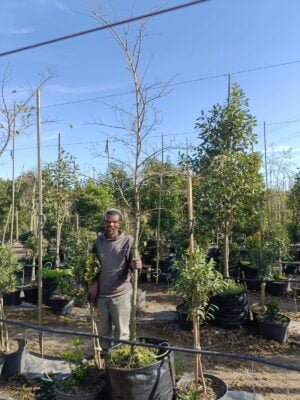 Celtis sinensis 100lt Tree