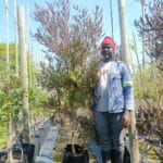 Dodonaea Viscosa Purpurea 40lt