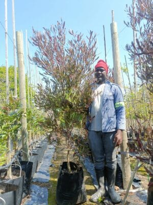 Dodonaea Viscosa Purpurea 40lt